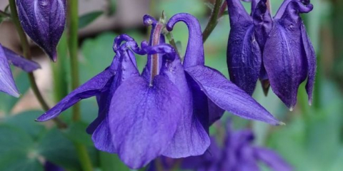 Цвете за колектор за вода - използване в ландшафтен дизайн на лятна резиденция
